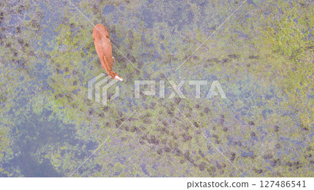This captivating aerial view showcases a solitary manatee gracefully swimming in clear water 127486541