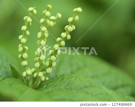 Futari Shizuka blooms in May, when the new green leaves are in bloom Futari Shizuka blooms in May, when the new green leaves are in bloom 127486669