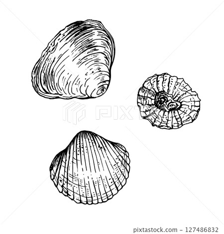 A set of sea shells with unique textures and shapes, capturing the natural beauty of marine life. Black and white vector illustration. Hand drawn sketch isolated on white. Ideal for seaside designs. 127486832