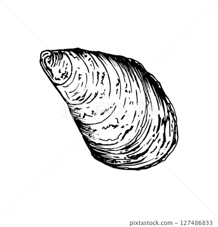 A detailed hand drawn seashell with natural texture and pattern. Black and white vector illustration isolated on white background. Sketch in line art style. Ideal for marine inspired designs. 127486833