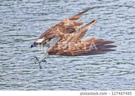 Misago aiming for prey 127487485