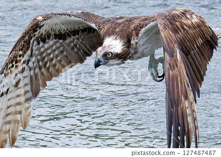 Osprey after diving Osprey after diving 127487487