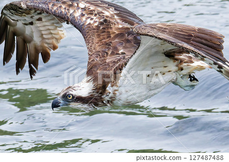 Ospreys Flying While Wet 127487488