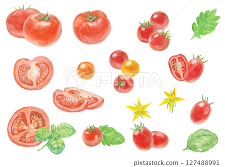 Tomato set painted with watercolors 127488991