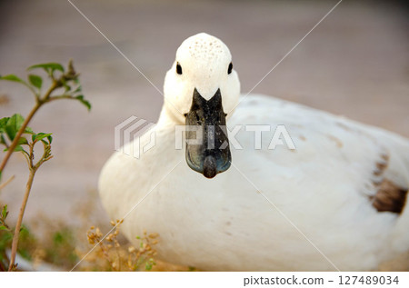 White Curious Duck Posing on Sandy Ground Outdoors 127489034