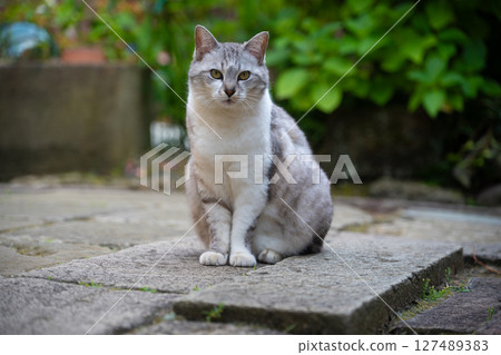 A cat I met in Shukunegi, Sado Island A cat I met in Shukunegi, Sado Island 127489383