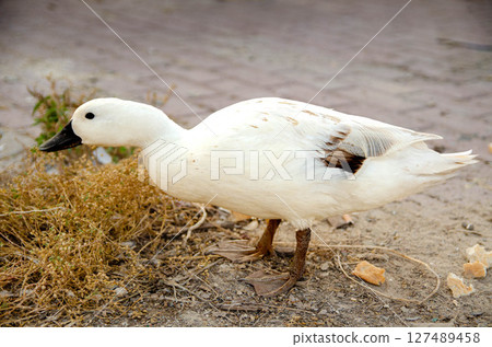 Single Duck on Arid Terrain with Scattered Food Single Duck on Arid Terrain with Scattered Food 127489458