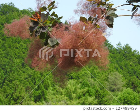 煙樹 煙樹 127489459