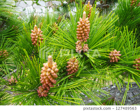 Pine tree 127489563