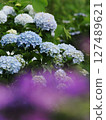 Pale blue hydrangea 127489621
