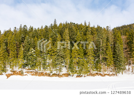 landscape with coniferous forest and frozen lake in mountain. carpathian woods. sunny weather. nature scenery of synevyr national park in winter. outdoor adventure 127489638
