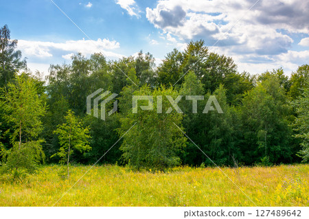 landscape with forest on the hill in summer. scenic view of blooming alpine pasture. vacation season in european countryside. sunny day. pastoral place in deciduous woodland 127489642