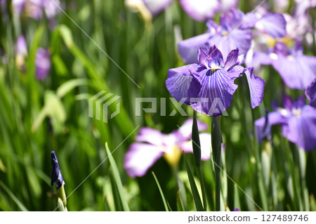 紫色鳶尾花點亮初夏 127489746