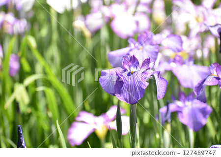 紫色鳶尾花點亮初夏 127489747