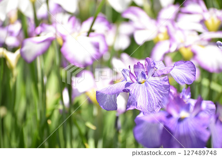 紫色鳶尾花點亮初夏 127489748