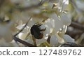 A female bumblebee sucking nectar from a white wisteria 127489762