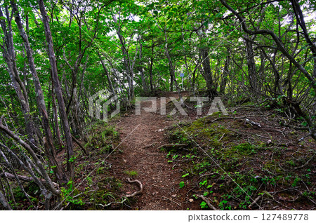 禦坂山的夏天：大畑山頂 127489778