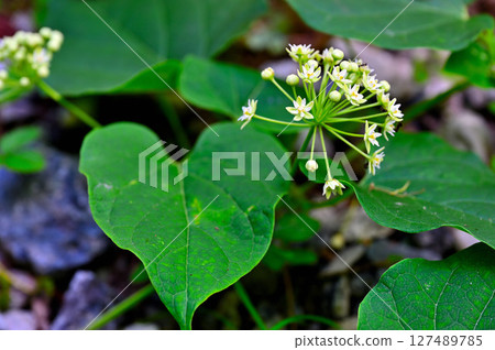 禦坂山光峠山:蘿藦科池間 禦坂山光峠山:蘿藦科池間 127489785