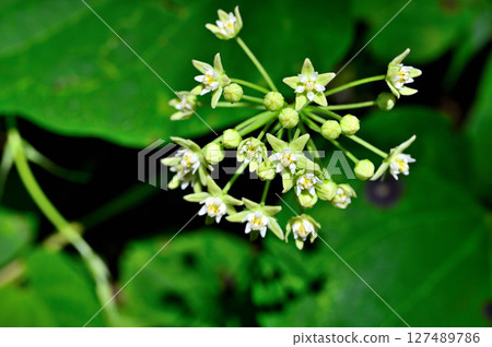 Mt. Mitsutoge in the Misaka Mountains: Asclepiadaceae Ikema 127489786