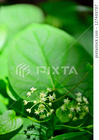 Mt. Mitsutoge in the Misaka Mountains: Asclepiadaceae Ikema 127489787