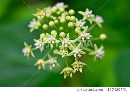 Mt. Mitsutoge in the Misaka Mountains: Asclepiadaceae Ikema 127489791
