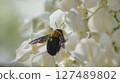 A male carpenter bee sucking nectar from a white wisteria 127489802