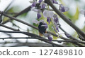 A female bumblebee sucking nectar from a wisteria 127489810