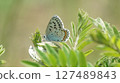 A large copper butterfly resting on Clara 127489843