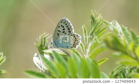 A large copper butterfly resting on Clara A large copper butterfly resting on Clara 127489843