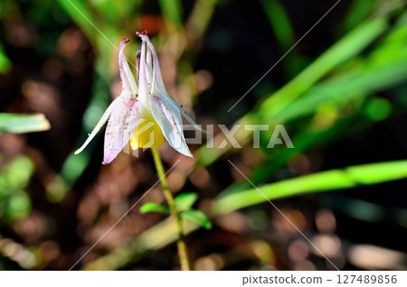 Mt. Mitsutoge in the Misaka Mountains - Ranunculaceae, Yellow Mountain Aquilegia Mt. Mitsutoge in the Misaka Mountains - Ranunculaceae, Yellow Mountain Aquilegia 127489856
