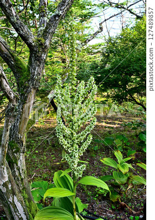 Mt. Mitsutoge in the Misaka Mountains: Liliaceae, Veratrum veratrum 127489857