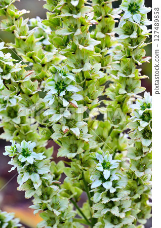 Mt. Mitsutoge in the Misaka Mountains: Liliaceae, Veratrum veratrum Mt. Mitsutoge in the Misaka Mountains: Liliaceae, Veratrum veratrum 127489858