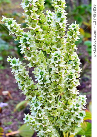Mt. Mitsutoge in the Misaka Mountains: Liliaceae, Veratrum veratrum Mt. Mitsutoge in the Misaka Mountains: Liliaceae, Veratrum veratrum 127489859