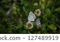 Blue-and-white clover sucking nectar from white clover 127489919