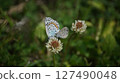 Blue-and-white clover sucking nectar from white clover 127490048