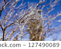 Blue sky and frost-covered trees at the summit of Mt. Tateshina 2 127490089