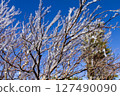 Blue sky and frost-covered trees at the summit of Mt. Tateshina 127490090