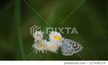 Sucking lily of himeyeonon's nectar 127490154