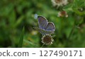 A male of the large-headed copper butterfly sucking nectar from a white clover 127490171