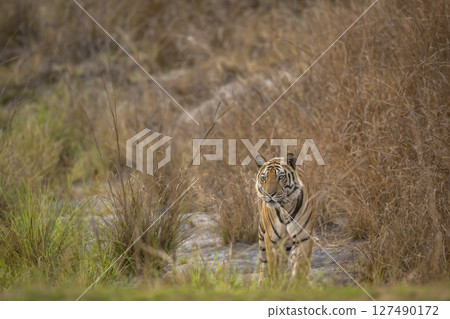 wild male bengal tiger or panthera tigris at bandhavgarh national park forest reserve madhya pradesh india tiger territory stroll walking head on with eye contact in dry grassland summer season safari wild male bengal tiger or panthera tigris at bandhavgarh national park forest reserve madhya pradesh india tiger territory stroll walking head on with eye contact in dry grassland summer season safari 127490172
