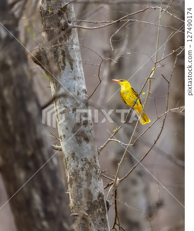 wild Indian golden oriole or Oriolus kundoo bird perched on tree branch in dry deciduous background summer season safari at ranthambore national park forest tiger reserve rajasthan india 127490174