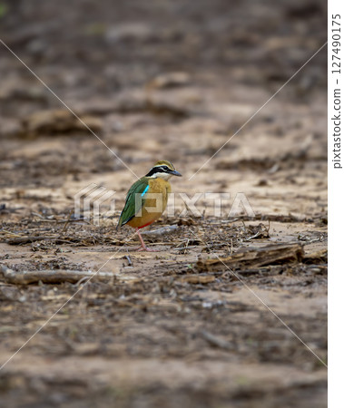 Indian pitta or Pitta brachyura beautiful colorful nine colors face expression on one leg bird perched on ground a summer season migration at ranthambore national park forest tiger reserve india asia Indian pitta or Pitta brachyura beautiful colorful nine colors face expression on one leg bird perched on ground a summer season migration at ranthambore national park forest tiger reserve india asia 127490175