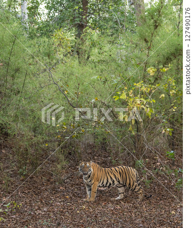 wild female bengal tiger panthera tigris tigress on territory stroll walking posing eye contact green bamboo trees background in safari at bandhavgarh national park forest reserve madhya pradesh india 127490176