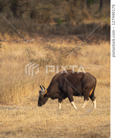 Gaur or Indian Bison or bos gaurus bandhavgarh national park tiger reserve forest madhya pradesh india asia gaur side profile walking feeding eating grass in grassland in summer season morning safari 127490178