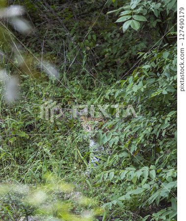 Wild shy female Indian leopard or panther or panthera pardus with eye contact in green grass and monsoon season safari blend in environment at ranthambore national park forest reserve rajasthan india Wild shy female Indian leopard or panther or panthera pardus with eye contact in green grass and monsoon season safari blend in environment at ranthambore national park forest reserve rajasthan india 127490179