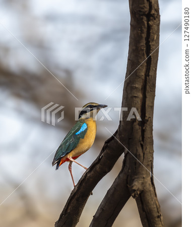 Indian pitta or Pitta brachyura beautiful colorful nine colors bird perched on branch of tree summer season visitor in natural green background at ranthambore national park forest tiger reserve india Indian pitta or Pitta brachyura beautiful colorful nine colors bird perched on branch of tree summer season visitor in natural green background at ranthambore national park forest tiger reserve india 127490180