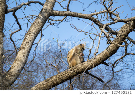 wild female mother northern plains gray langur Semnopithecus entellus hanuman langur with baby in arms cuddle hugging nursing winter morning safari ranthambore national park forest tiger reserve india 127490181