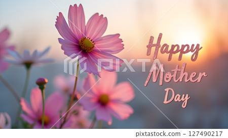 Delicate pink cosmos flowers blooming in springtime for mother's day greeting 127490217