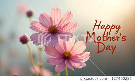 Pink cosmos flowers with happy mother's day greeting in warm sunlight background 127490225
