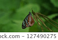Chestnut tiger butterfly female 127490275